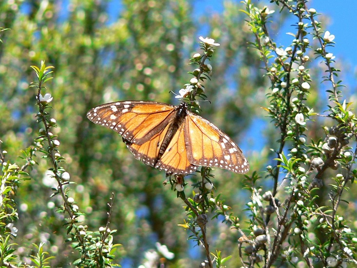 5.5- Un monarque se chauffe au soleil.JPG